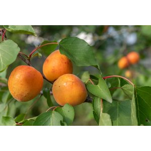 Marhuľa obyčajná (Prunus armeniaca) ´PAVIOT´ - výška 260-290 cm, obvod kmeňa 6/8 cm, kont. C6L